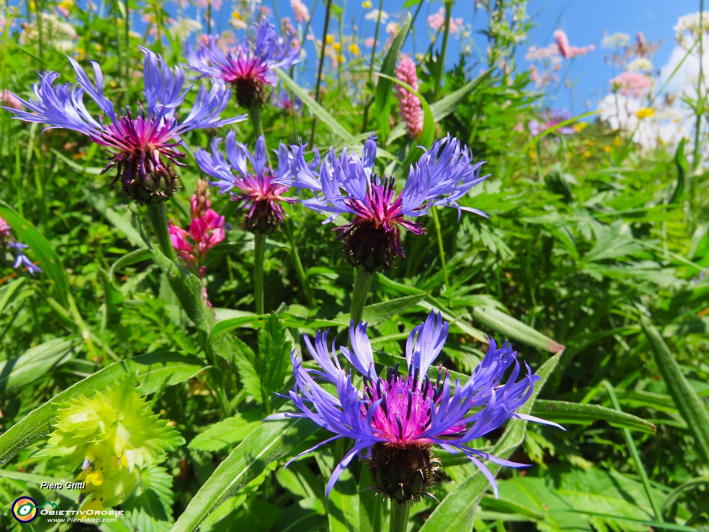 51 Centaurea montana (Fiordaliso montano).JPG